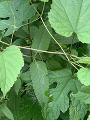 Liriomyza carphephori