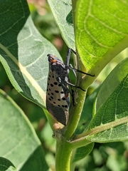 Lycorma delicatula