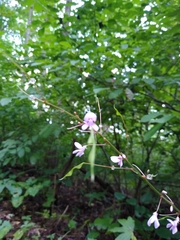 Hylodesmum nudiflorum