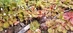 Drosera whittakeri