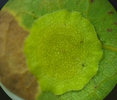 Andricus pattersonae