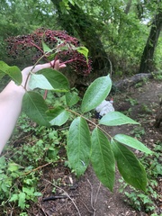 Sambucus canadensis