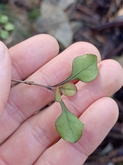 Coprosma arborea