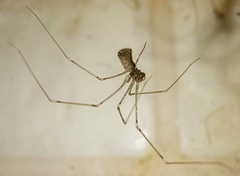 Pholcus opilionoides