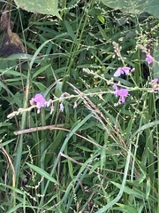 Desmodium ciliare