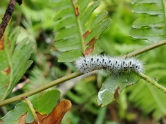 Lophocampa caryae