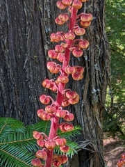 Pterospora andromedea