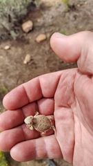 Phrynosoma hernandesi