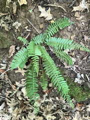 Polystichum acrostichoides
