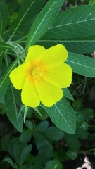 Ludwigia peploides