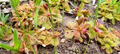 Drosera whittakeri