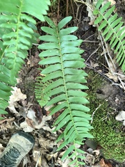 Polystichum acrostichoides