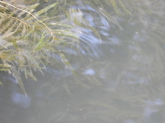 Actinopterygii