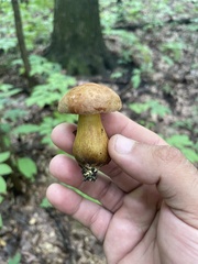 Aureoboletus innixus