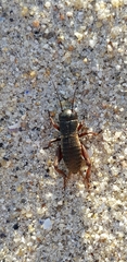 Gryllidae