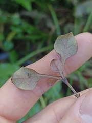 Coprosma arborea