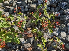 Rubus fruticosus