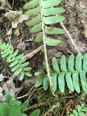 Polystichum acrostichoides