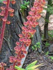 Pterospora andromedea