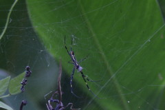 Trichonephila clavata