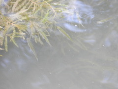 Actinopterygii