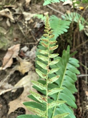 Polystichum acrostichoides