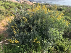 Calobota