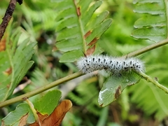 Lophocampa caryae
