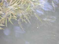 Actinopterygii