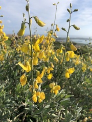 Calobota
