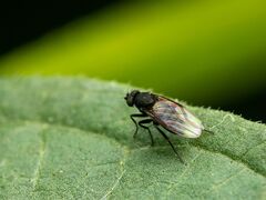 Phoridae