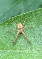 Pisaurina mira