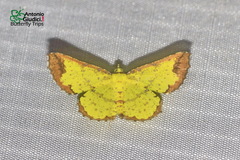 Corymica