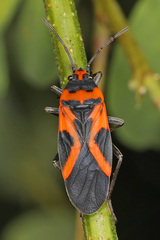 Lygaeus turcicus