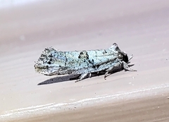 Acrolophus piger