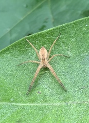 Pisaurina mira