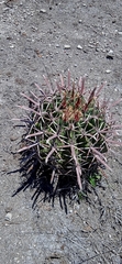 Ferocactus recurvus