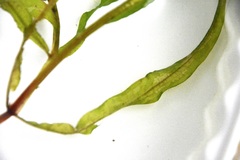 Potamogeton alpinus