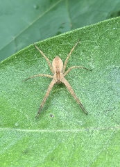 Pisaurina mira