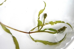 Potamogeton alpinus