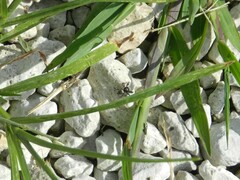 Habronattus coecatus