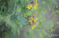 Tropaeolum brachyceras