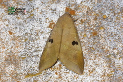 Thyas coronata