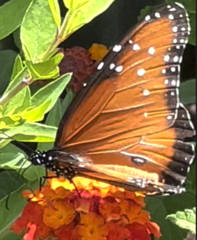 Papilionoidea
