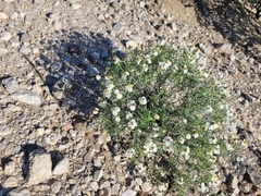 Zinnia acerosa