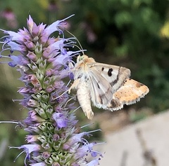 Heliothis