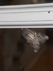 Trichordestra legitima