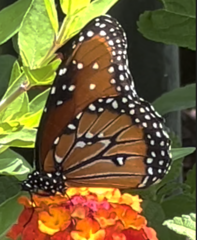 Papilionoidea