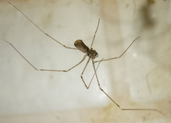 Pholcus opilionoides