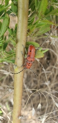 Tetraopes femoratus